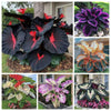 Rare Black Hosta Seeds + Free Plant Growth Serum (Exotic Garden Combo)