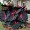 Rare Black Hosta Seeds + Free Plant Growth Serum (Exotic Garden Combo)