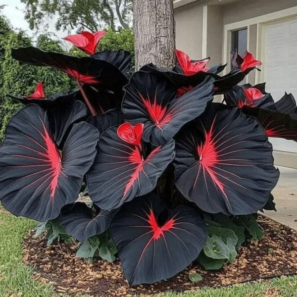 Rare Black Hosta Seeds + Free Plant Growth Serum (Exotic Garden Combo)