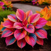 Multicolor Hosta Seeds + FREE Plant Growth Serum (Gardening Combo Kit)